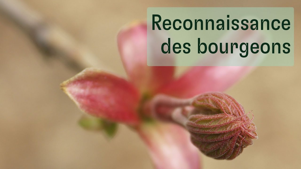 Les arbres   reconnaissance des bourgeons