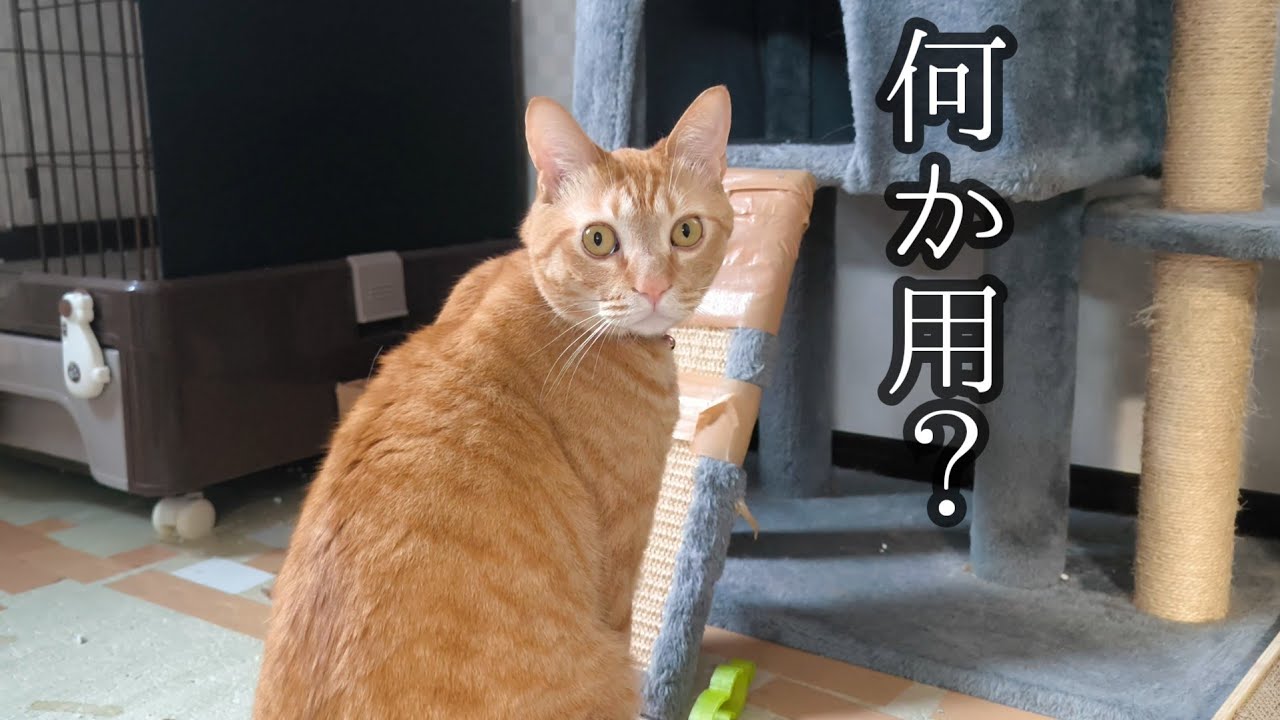 猫が嫌いなご主人様にする態度…