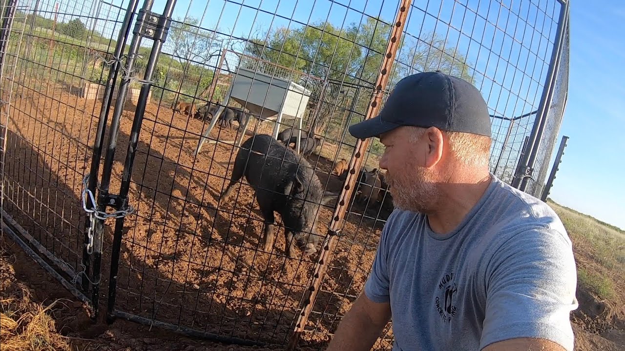 Trapped 18 more wild hogs Using the Dog Kennel!