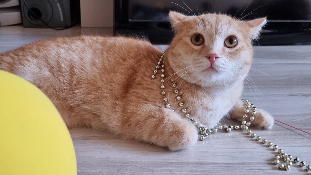 Ника играет с Роней! Чуть не укусил!