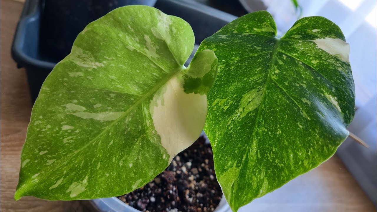 Monstera Thai Constellation drückt ein zweites Blatt nach nur 2 Wochen 😍