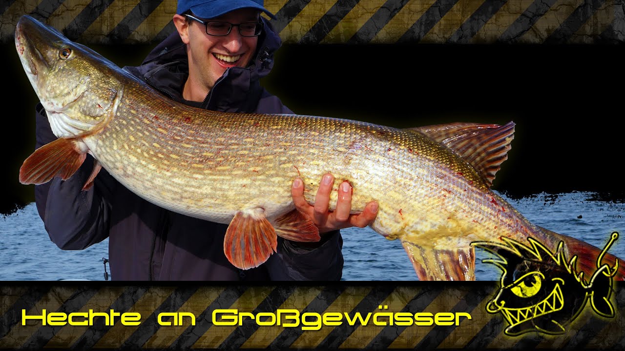 Hechte an Großgewässern (kapitaler Hecht 121cm) - giant pike 121 cm / 48 inch