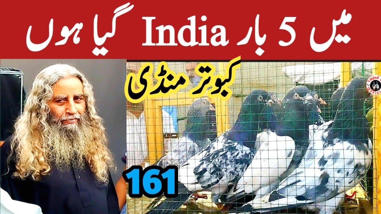 161) lari ada kabootar mandi price || lahore lari ada birds market || کبوتر منڈی