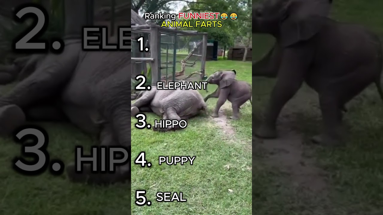 THE FUNNIEST ANIMAL FARTS 😂😂