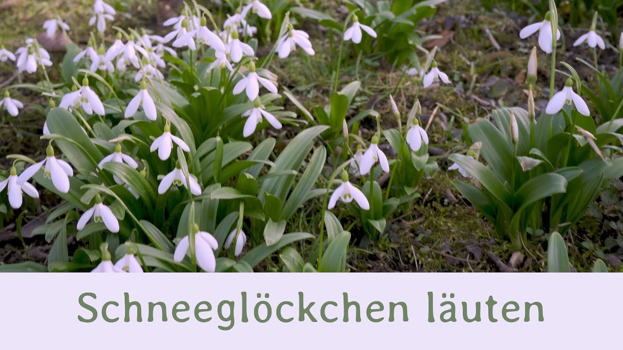 Klingelingeling, Schneeglöckchen läuten - Kinderlied zum Mitsingen 🎵