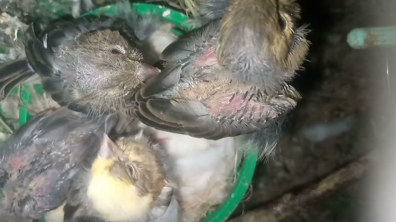 الطيور على طبيعتها/ مدة ضيافة الصغار إنقضت و عليهم الرحيل و إعطاء فرصة للآنثى للإهتمام بالبيض