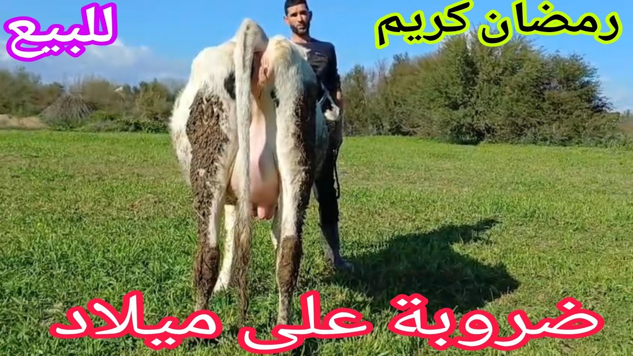 تباااارك الله 💫ضروبة على ميلاد🌟 إتصل 06.15.86.28.07📞 ألو سي واليد نواحي الغرب🇲🇦 