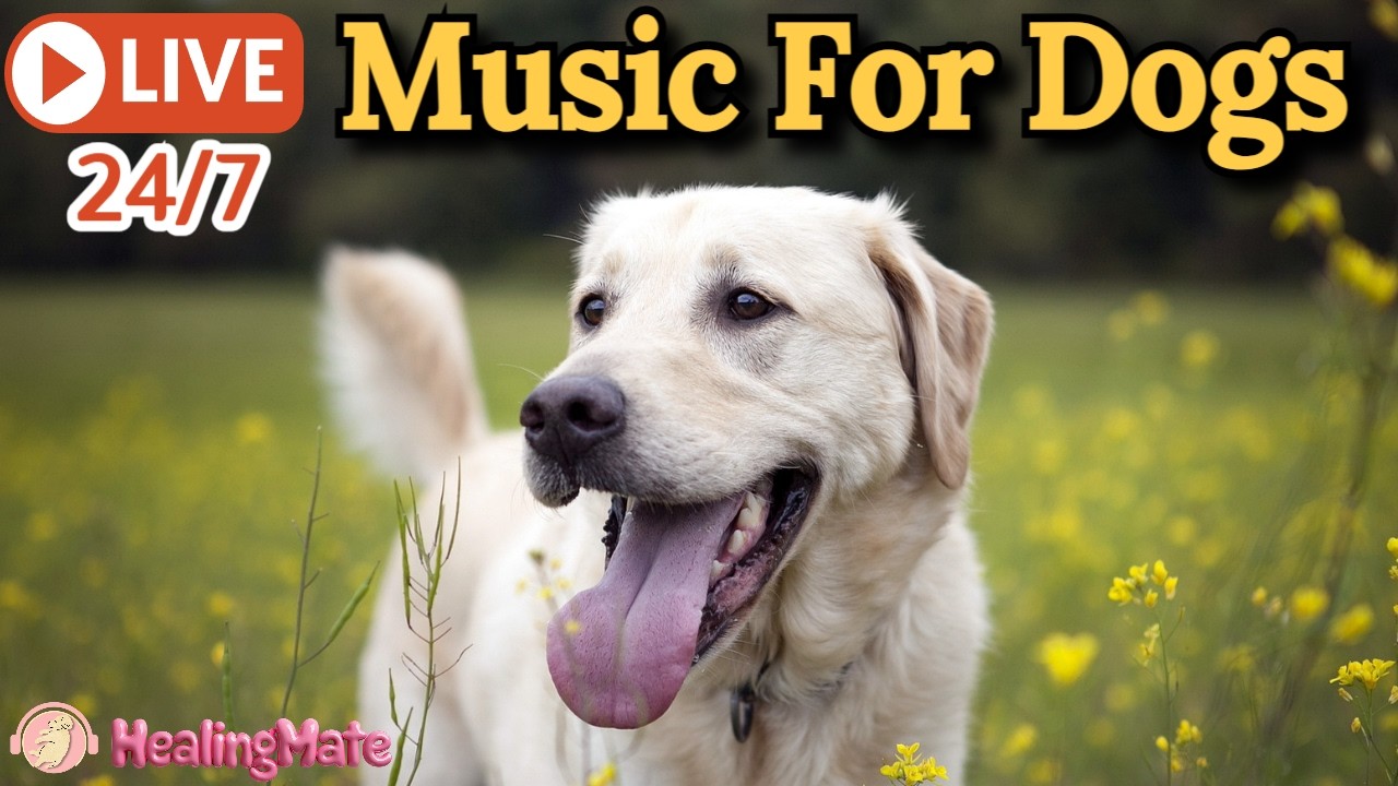 🔴24/7 Dog Music🎵🐶Calming Music for Dogs🐶💖Soothes Separation Anxiety🦮Music to Help Dogs Sleep🔴7