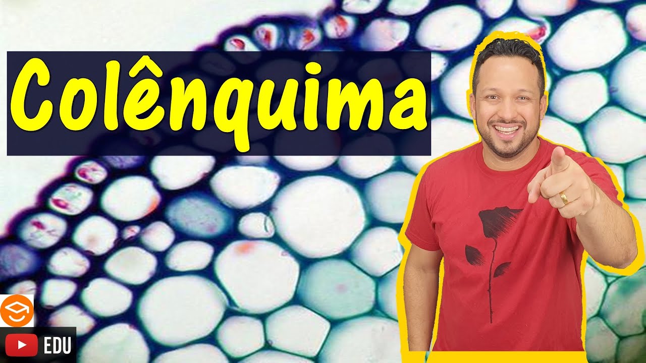 Colênquima - Tecido de Sustentação - Histologia Vegetal - Botânica