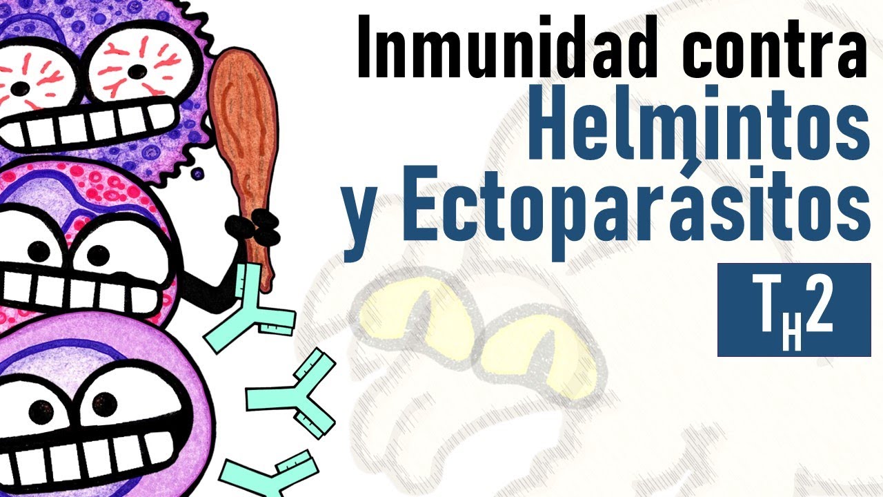 Inmunidad contra Helmintos y Ectoparásitos | TH2