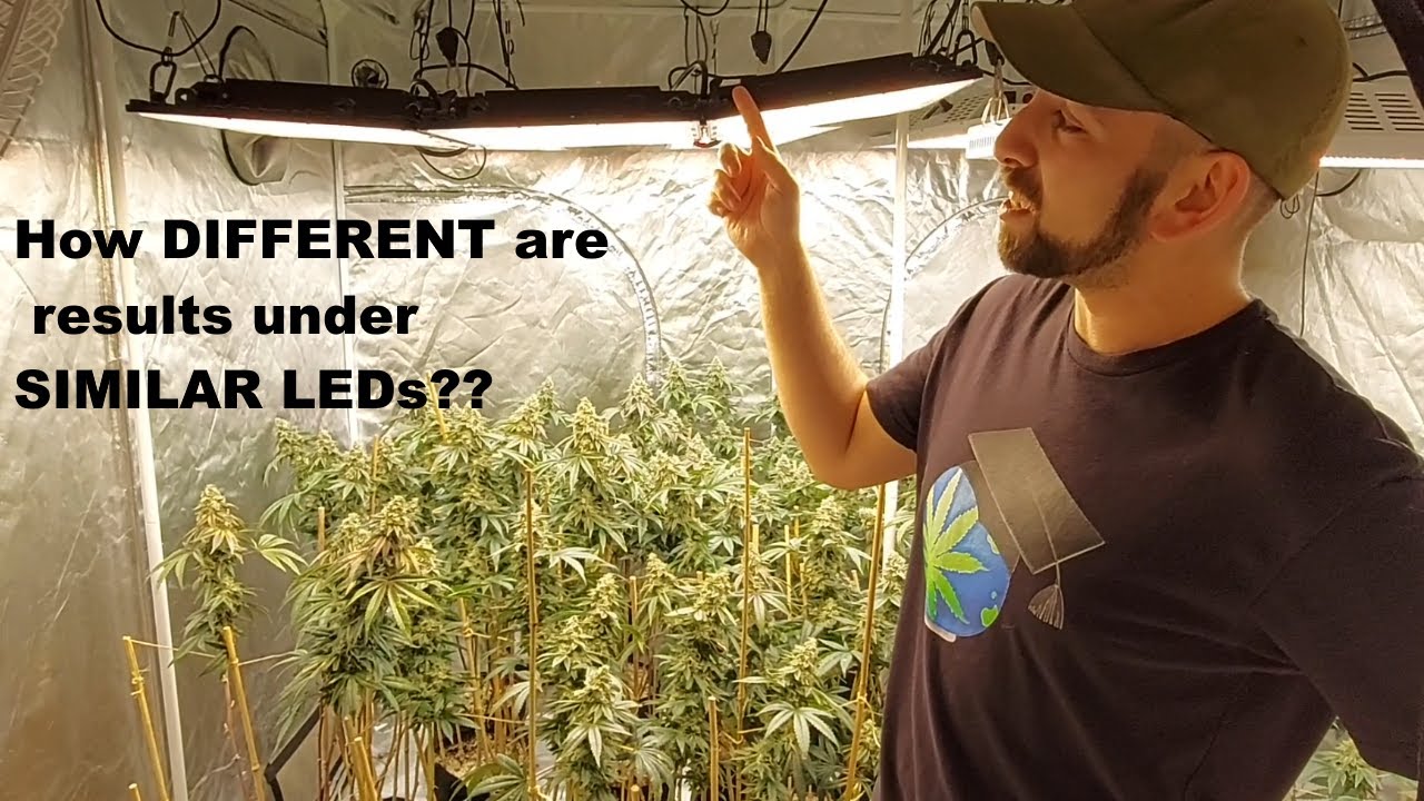Clones Beneath SIMILAR Lights - HOW MUCH Diff Does It Make? Ft. GroPlanner O+ Series by Hyperlite