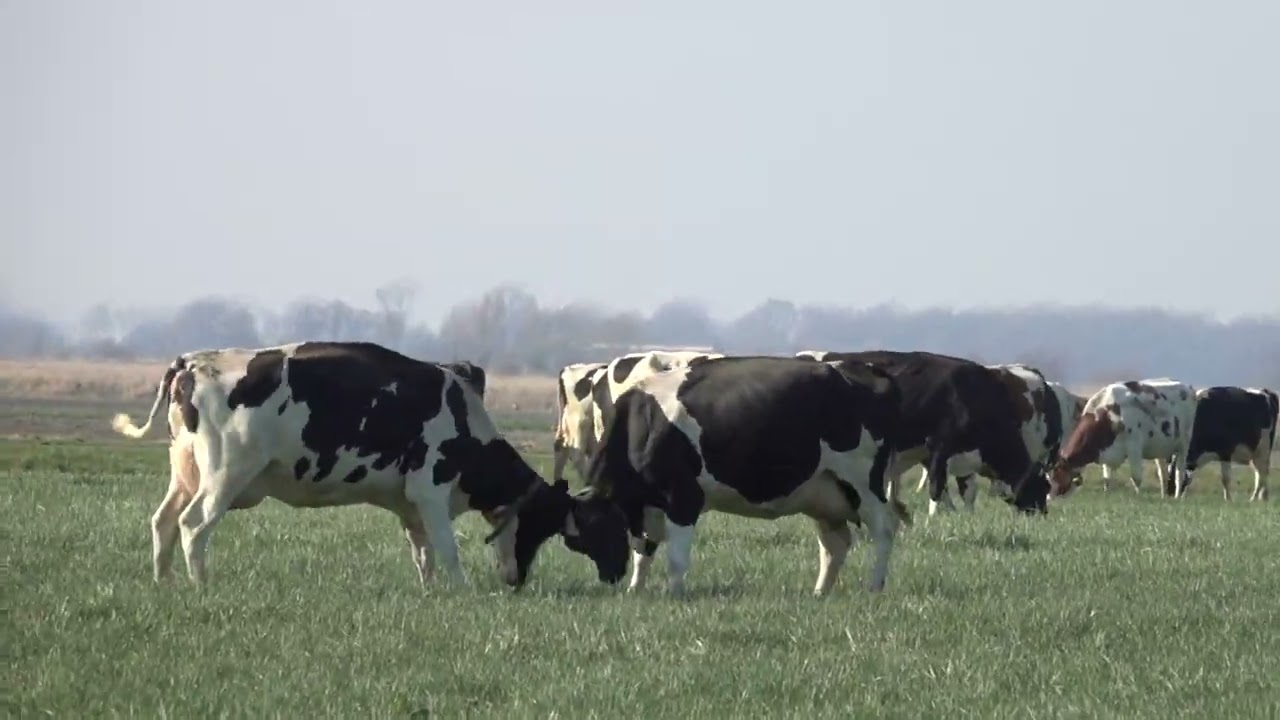 Weidegang Holsteins