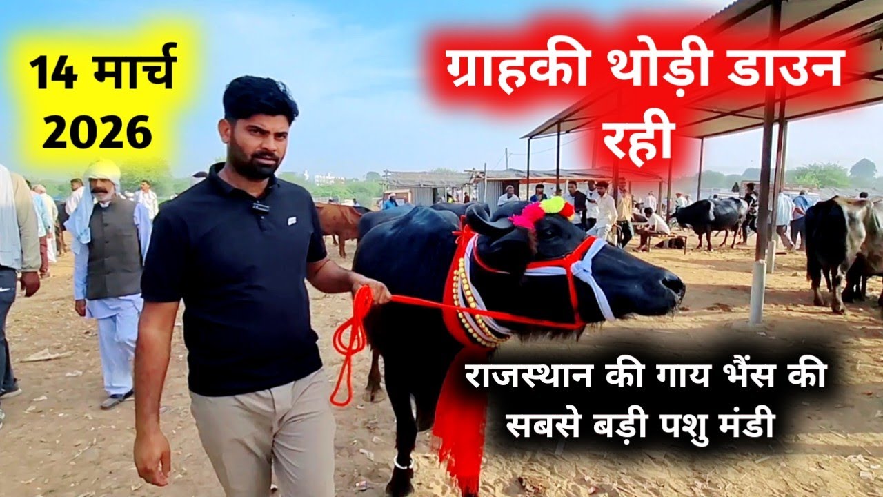 14 मार्च 2026 सबसे सस्ती पशु मंडी जयपुरJaipur hatwada | jaipur buffalo mandi | jaipur Pashu hatwada