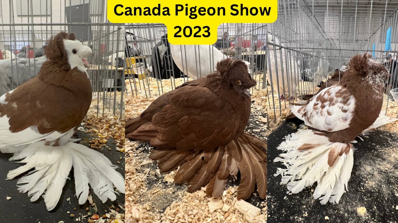 Canada Pigeon Show 2023- Part-4 / English Trumpeter / Indian Fantail / King pigeon