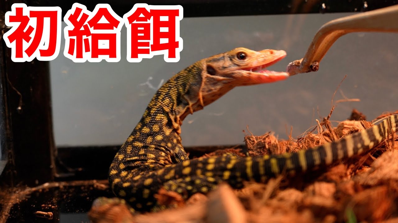 お迎えした黄色のオオトカゲの赤ちゃんに初めてのご飯をあげてみた！