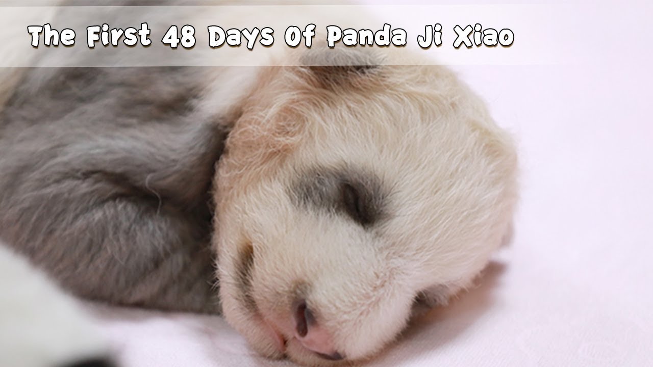 Panda Ji Xiao's Second Growing-up Diary | iPanda