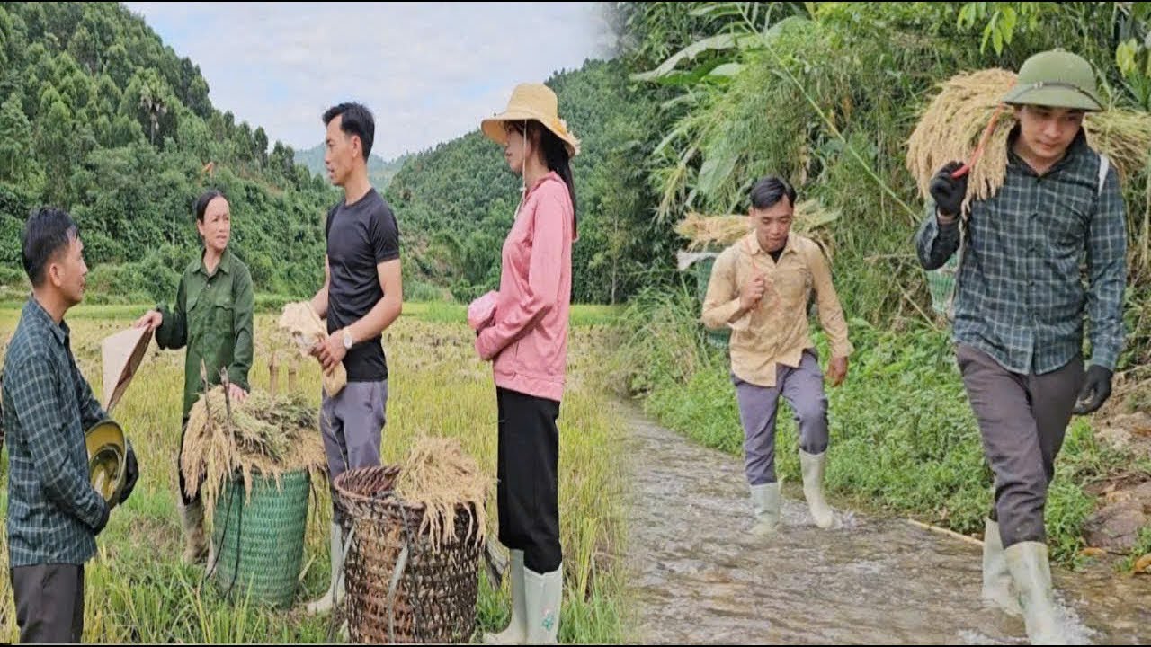 The doctor helps people harvest rice while the single mother goes to get medical treatment.