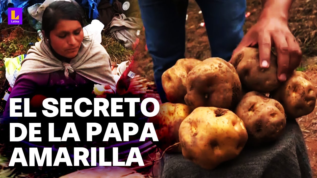 El lugar de donde viene la papa amarilla: Conoce más sobre los cultivos de Utao (Huánuco)