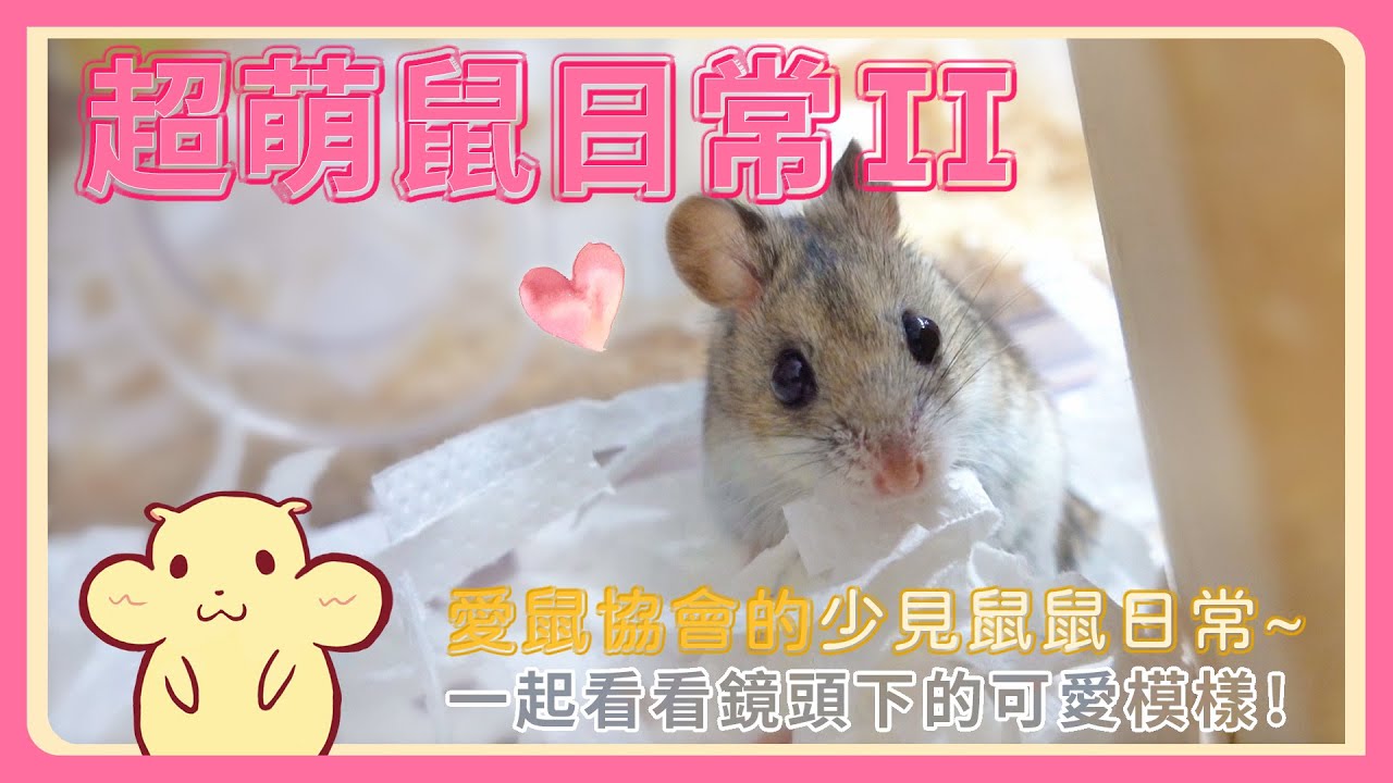 【愛鼠協會日常】平時少見的超萌鼠鼠日常~ 快來一起看看可愛的鼠鼠吧!!