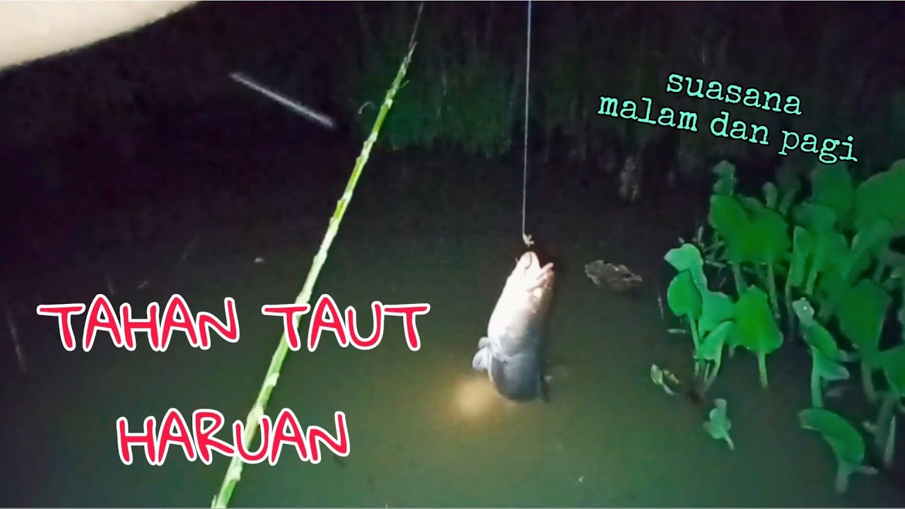 #EP890 Menaut Haruan di Dalam Bendang