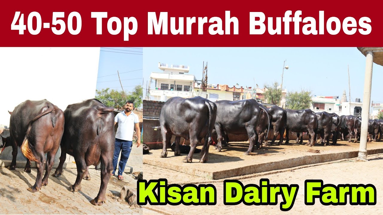 FOR SALE : 10 Top Quality and Beautiful Murrah Buffaloes Available || Kisan Dairy Farm