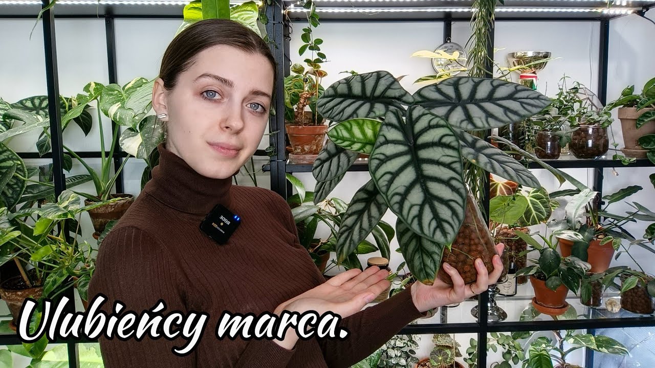 Alokazja co ma 10 liści, olbrzymie anturium i piękny filodendron 🌱  | Ulubieńcy marca 🖤