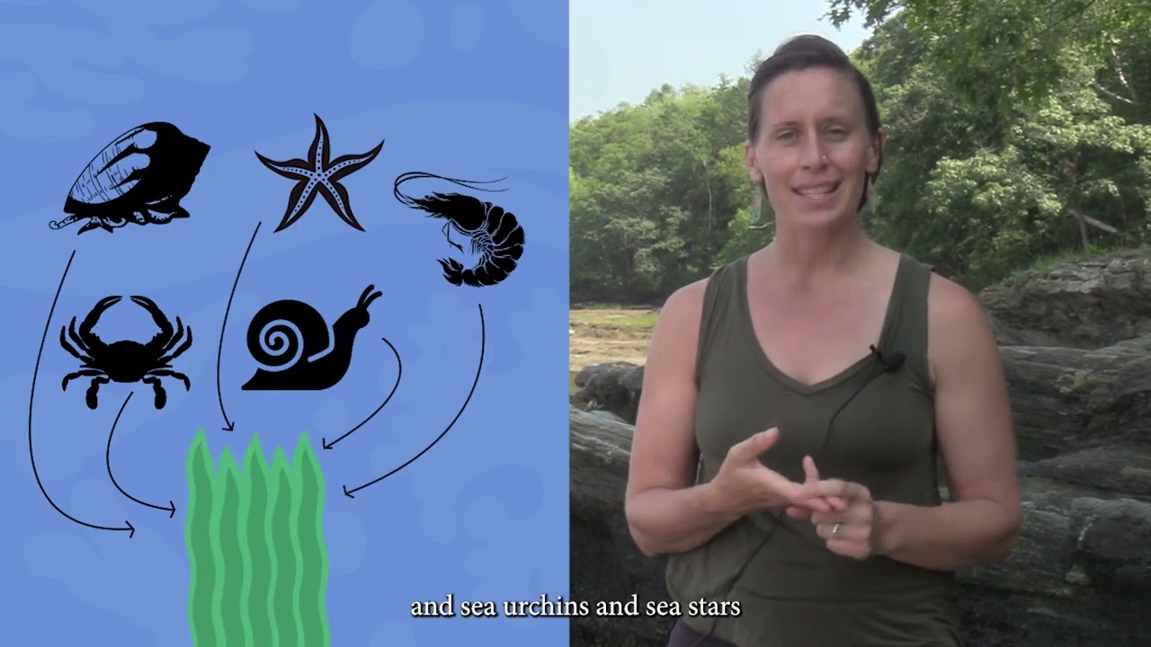 'Kelp' Us Learn: From Cells to Ecosystems