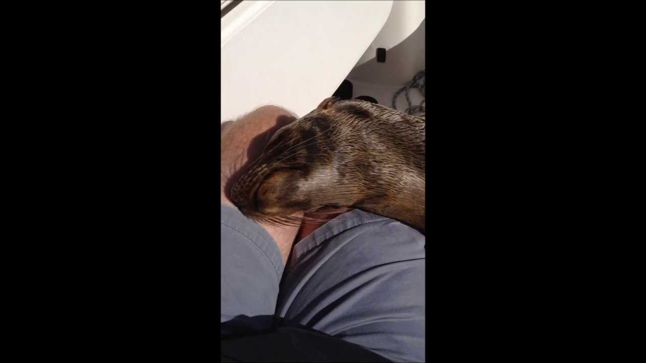 My Life Changing Experience with a Baby Sea Lion