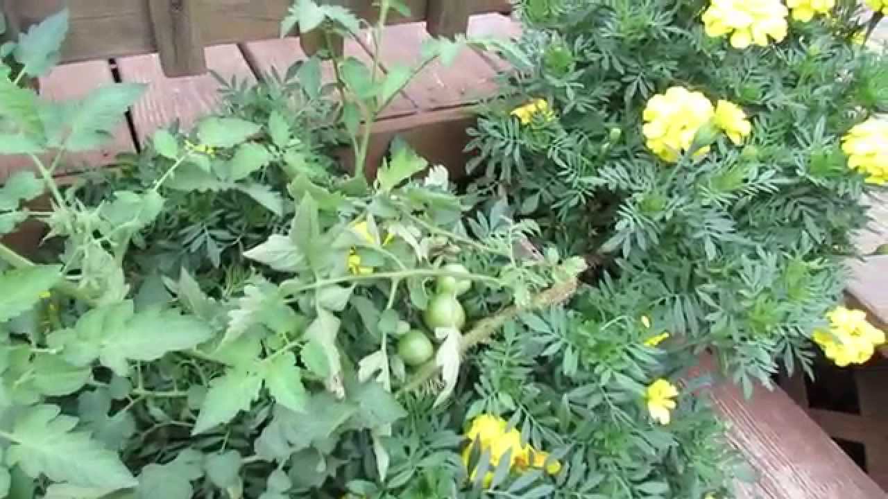 Two Normal Tomatoes Issues: Fruit Cracking with Mold & Stem Bumps (Primordia) - TRG 2014