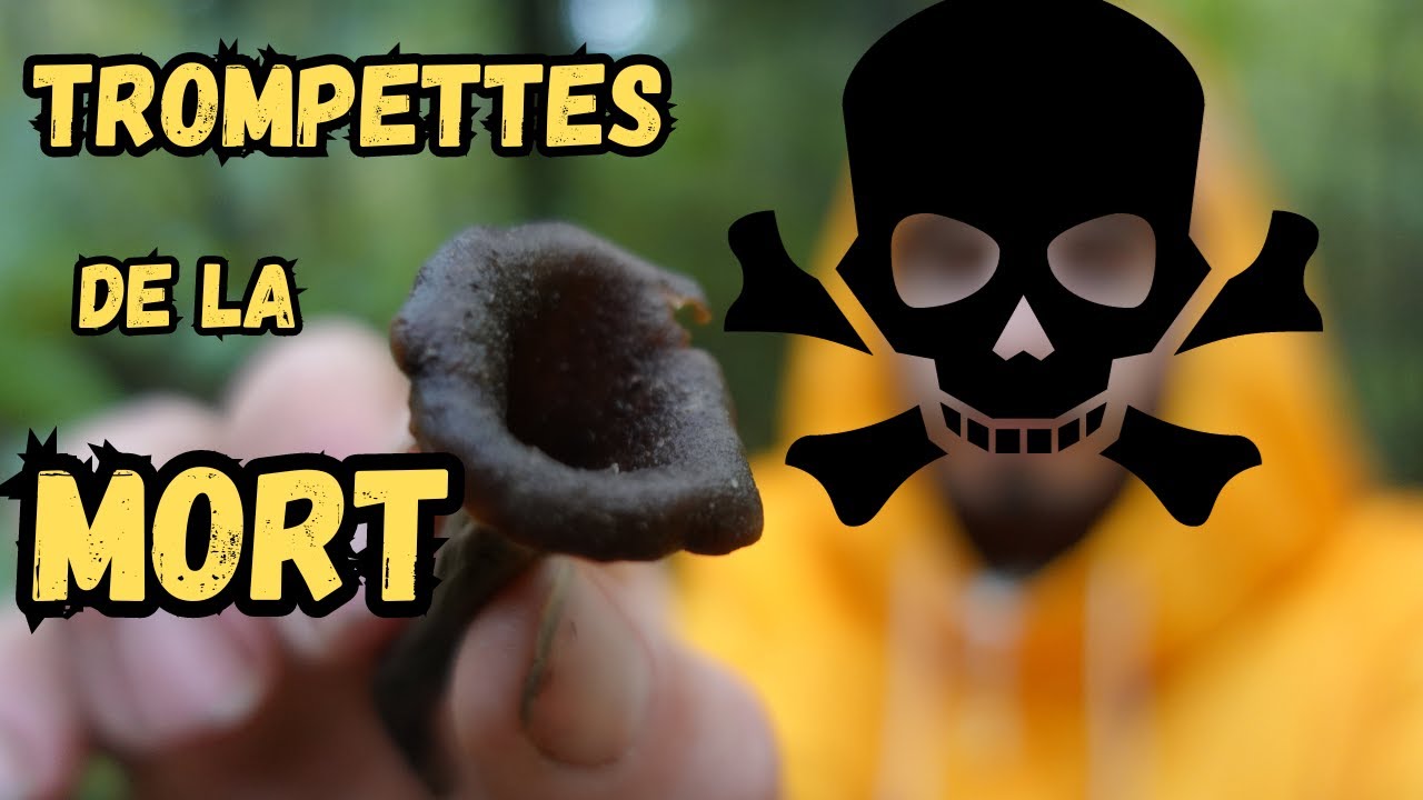 Des TROMPETTES de la MORT (On en trouve plein !)