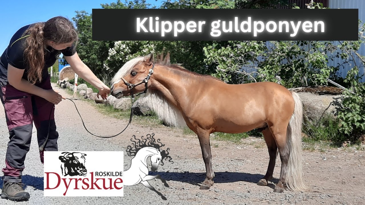 Ugen op til Roskilde dyrskue - klipning af guldpony