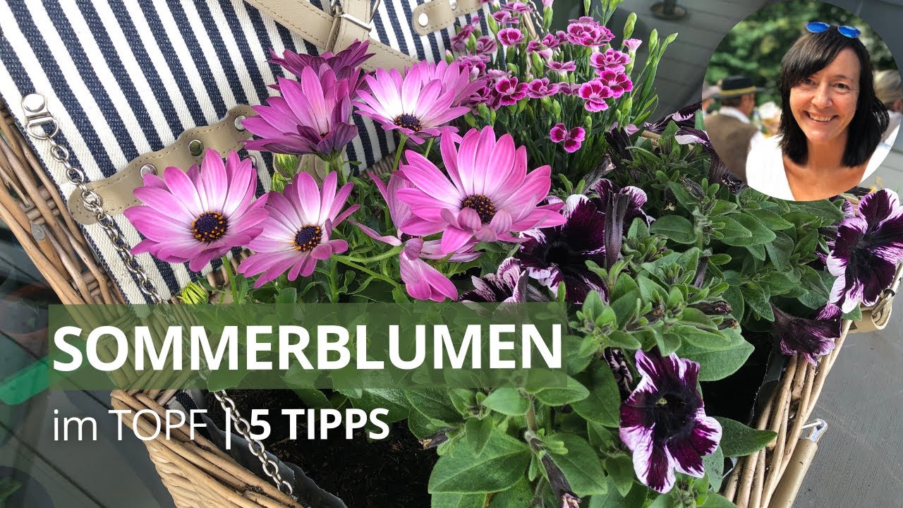 Sommerblumen im Topf pflanzen - die 5 wichtigsten Tipps