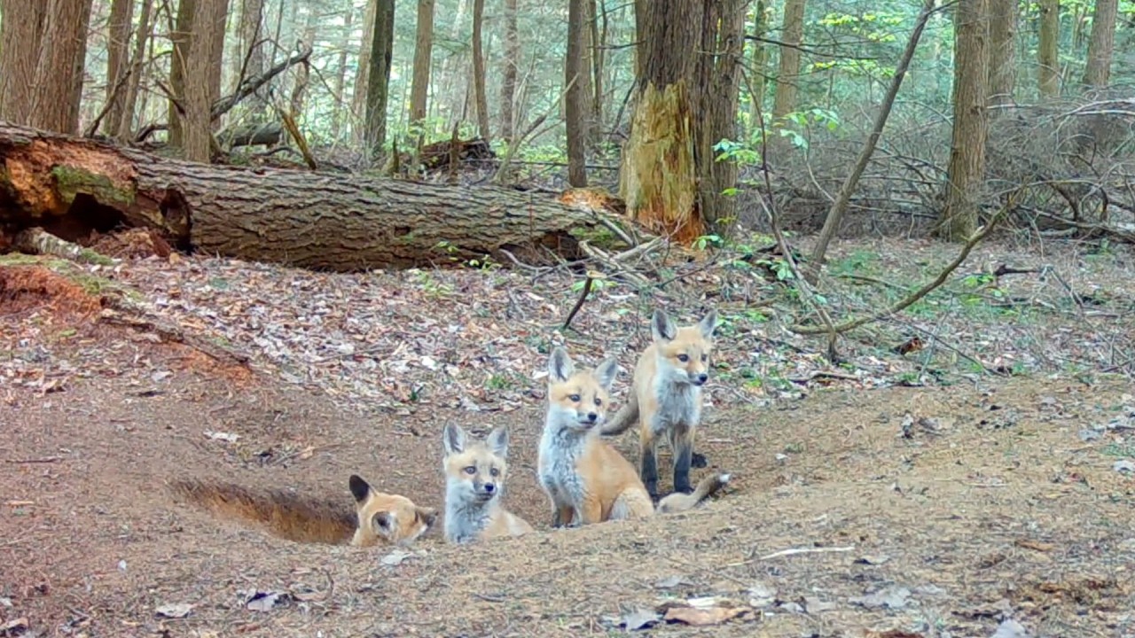 Mom Red Fox Defends Her Den from Turkey Vultures & Teaches Pups Rabbit Hunting