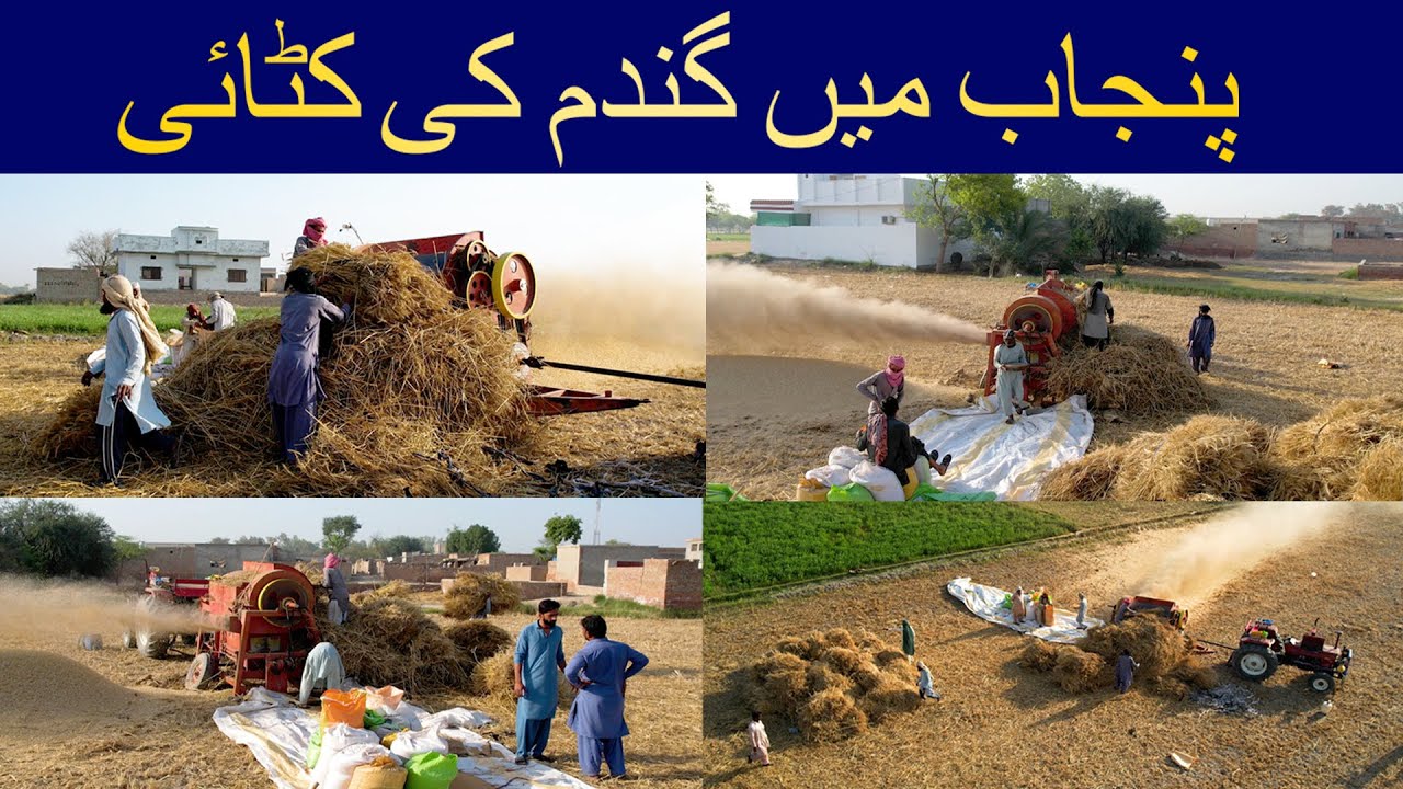 Gandum Ki Katai | گندم کی کٹائی | Wheat Harvesting in Punjab | Chani Goth | Travelling With Kaifi