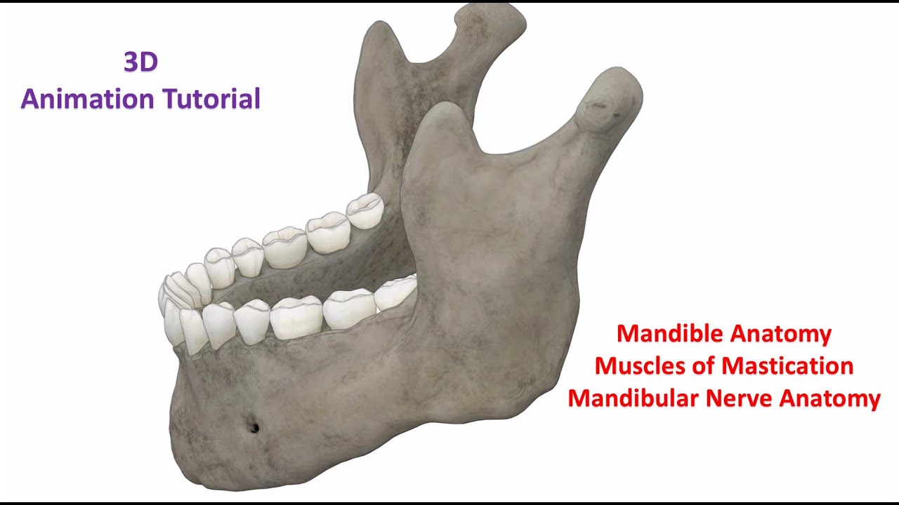 The Mandible: Anatomy and Muscles (3D Animation)