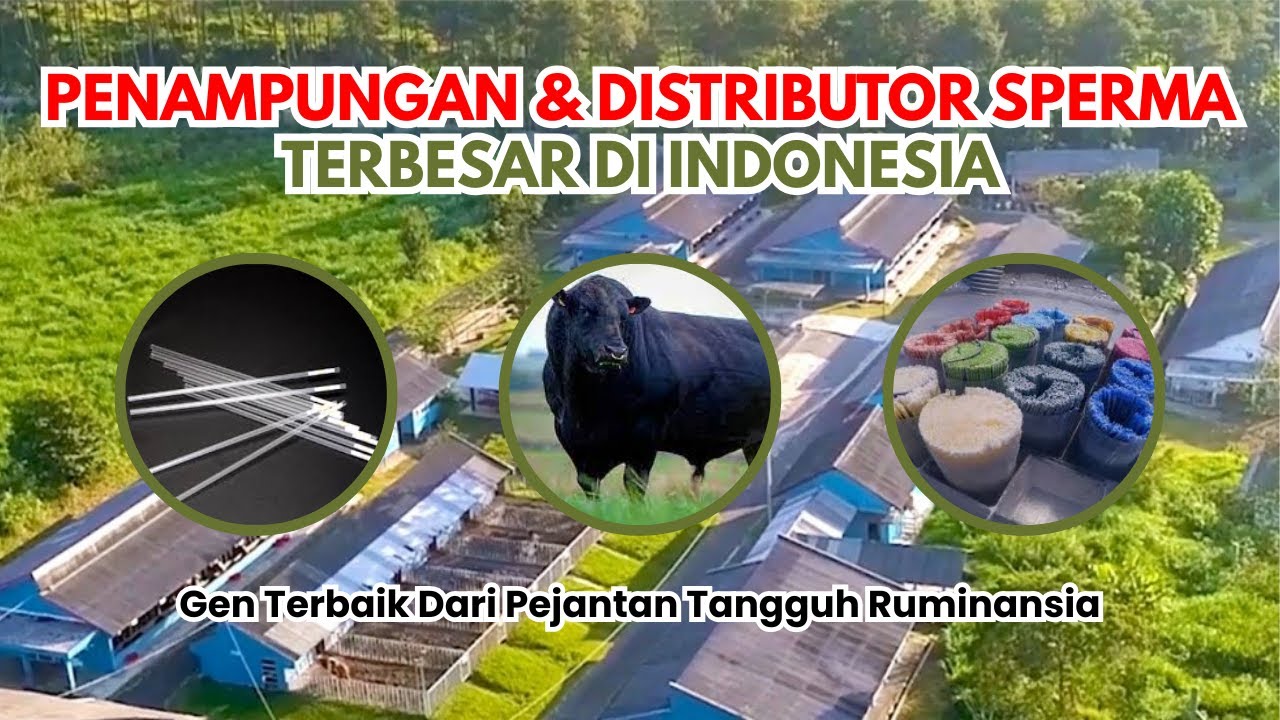 Pabrik Penampungan Semen Ternak Ruminansia Terbesar di Indonesia. BBIB Singosari