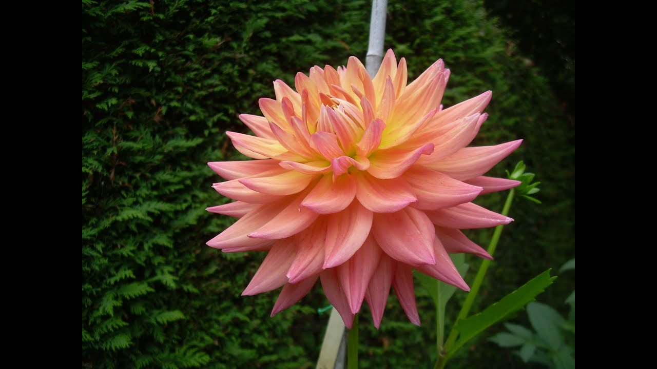 Dahlia varieties in Geoff & Heather’s garden in early Autumn 2022