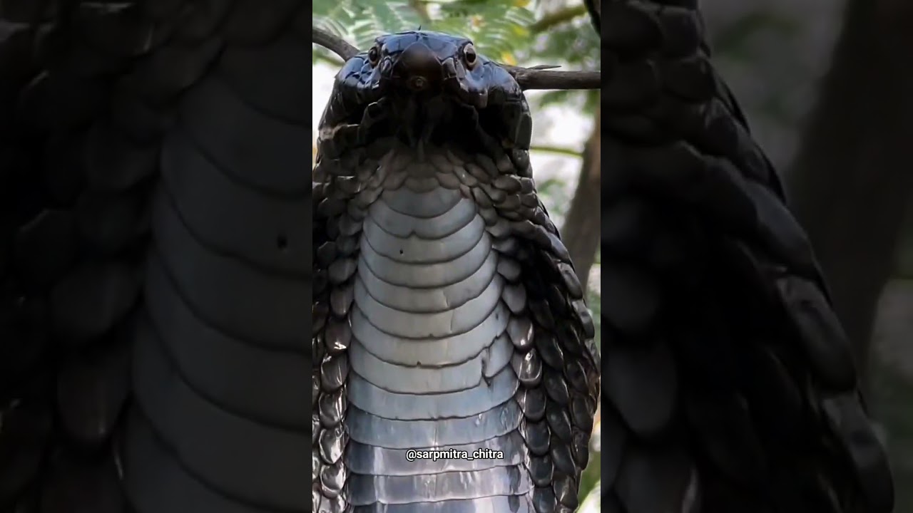 Indian spectacled cobra snake on tree 🐍 #cobra #cobrarescue #indiansnake #spectacledcobra #chitra