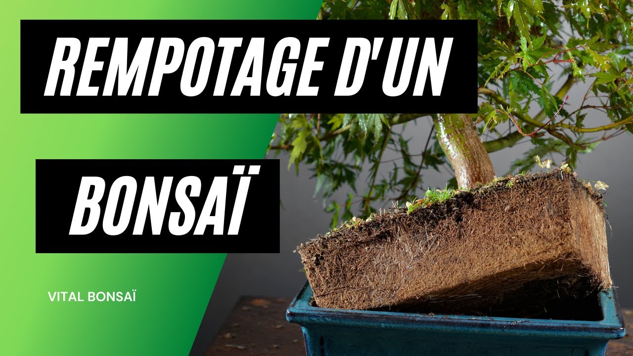 Comment REMPOTER un bonsaï