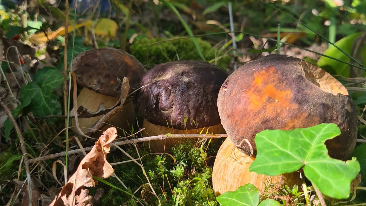 เก็บเห็ดผึ้งหวานกับพี่น้องสองคน 8/10/23