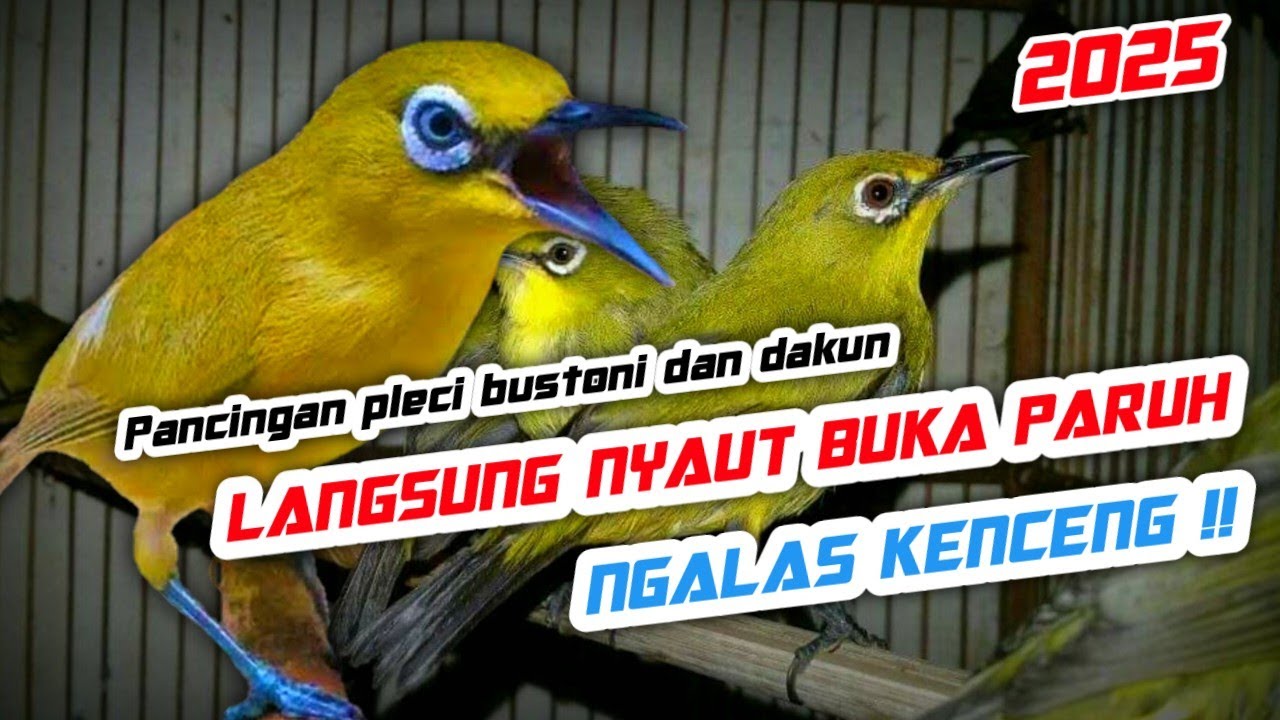 Semua Jenis Pleci pasti Ikut Bunyi Ngalas Nembak