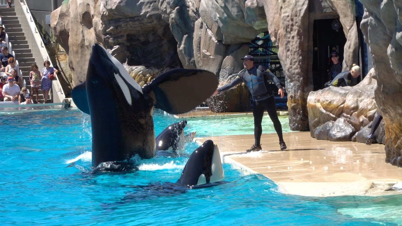 Orca Encounter - SeaWorld San Diego (August 2019)