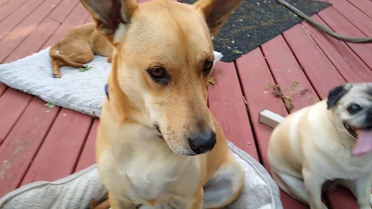 Different behavior patterns among dogs. Fried Chicken Day!! Carolina Dog, Sunny and Friends. :D