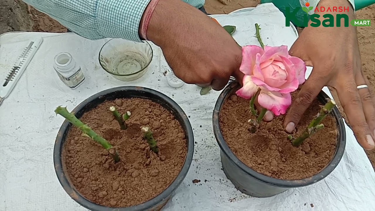 गुलाब की हाइब्रिड कटिंग कैसे लगाएं। //Gulab ki hybrid cutting kaise lagaen