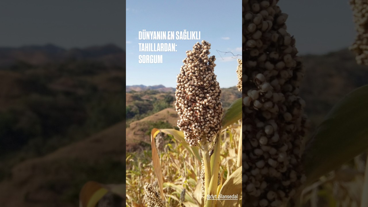 SORGUM: Gl&uuml;tensiz, Besleyici ve Lezzetli! ✨🌾