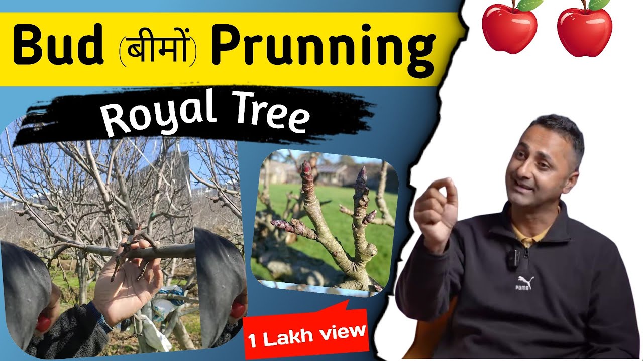 Dimple Panjta Apple tree prunning Method||Apple tree prunning #1dimplepanjta