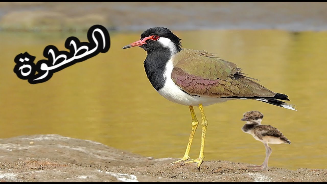 موسم تكاثر طيور الططوة ... وجدنا عش الططوة وفيه البيض و افراخها.
