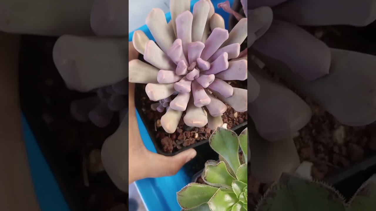 Echeveria Cupido , paso n&uacute;mero 1 cuida su riego ✨