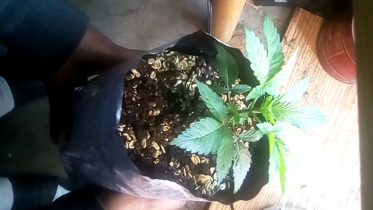 GYO of DNA Genetics Lemonwalker