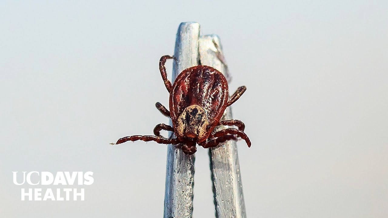 Tick Bites - A Quick Guide for Hikers and Pet Owners